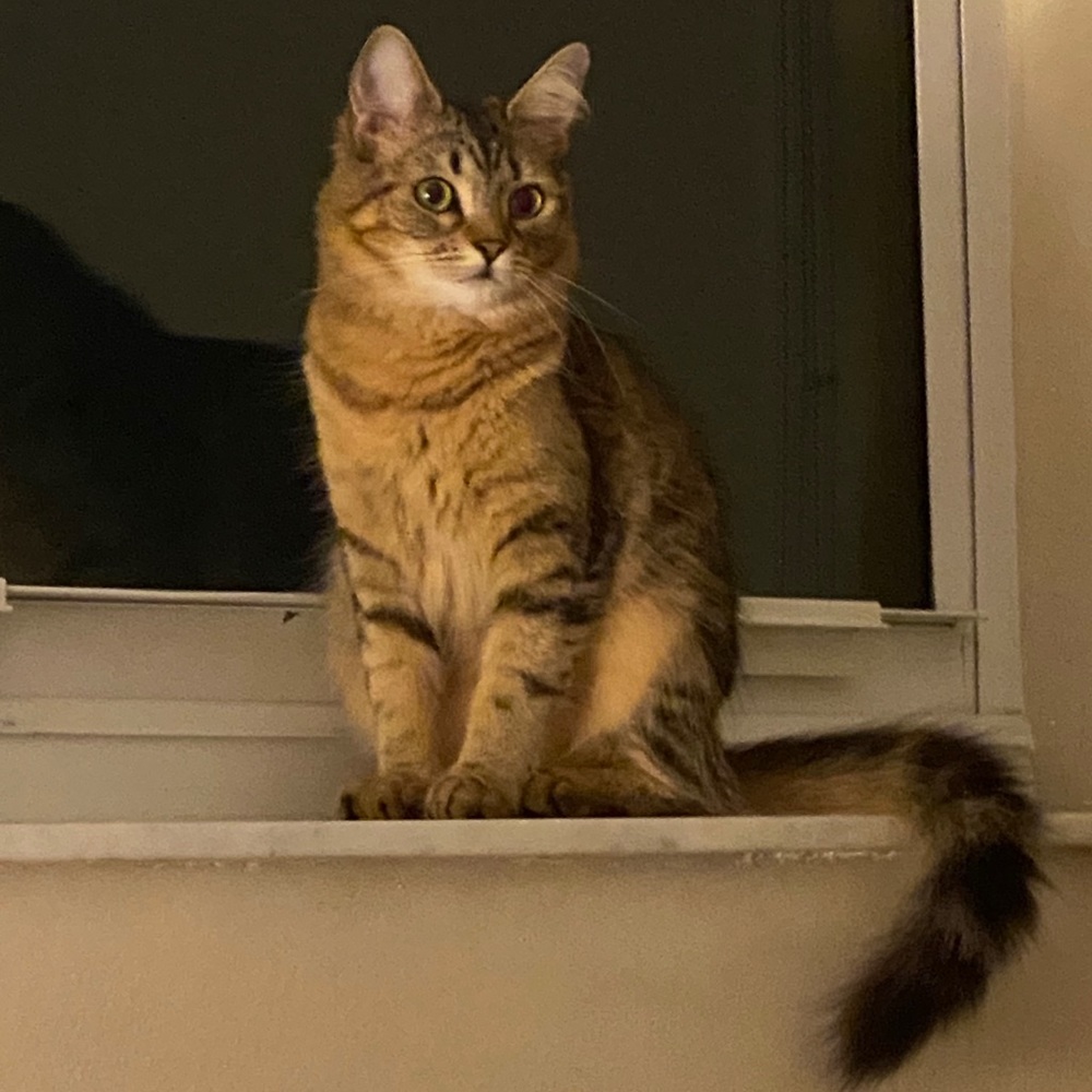 Meet your Posher, Oraya